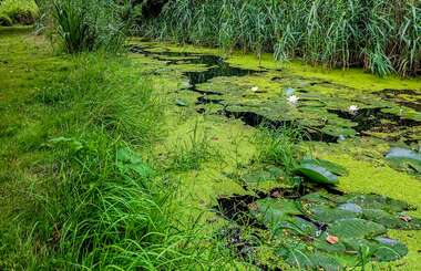 Peddelsport Vlaanderen - Blauwalgen - herkennen -  - Samen waken over ons waterpeil en de belangen voor peddelsport